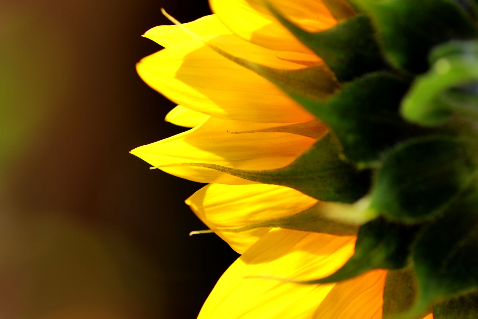 Tamron SP 90mm F2.8 Di VC USD 1:1 Macro sample photo. Sunflower, blossom, bloom photography