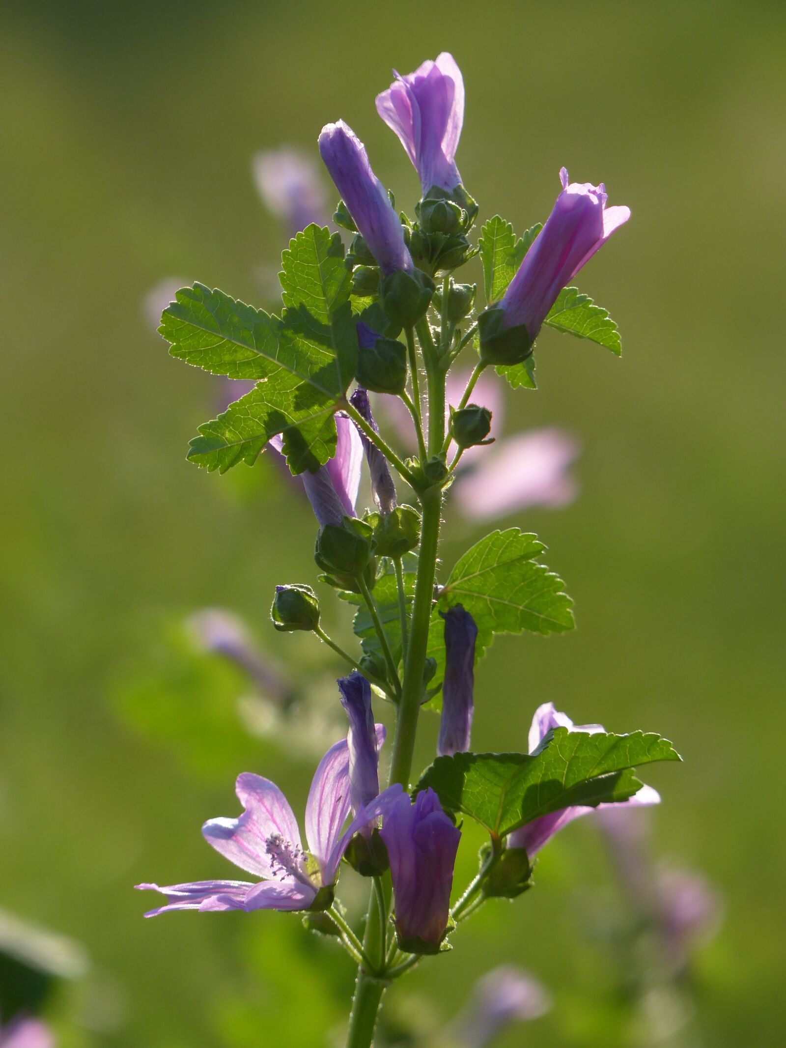 Panasonic Lumix DMC-FZ200 sample photo. Wild flower, sun, sunny photography