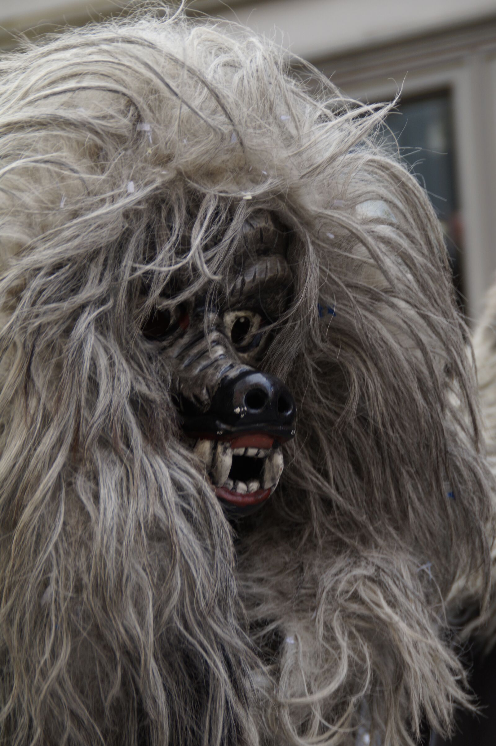 Sony SLT-A58 sample photo. Wolf, fur, head photography
