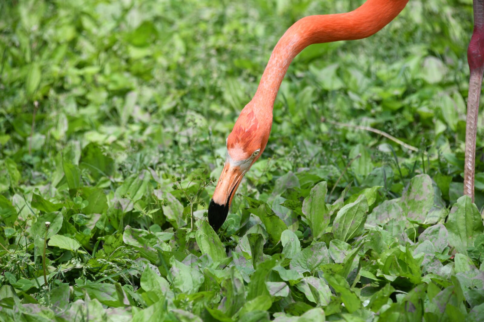 Nikon D850 sample photo. Flamingo, bird, zoo photography