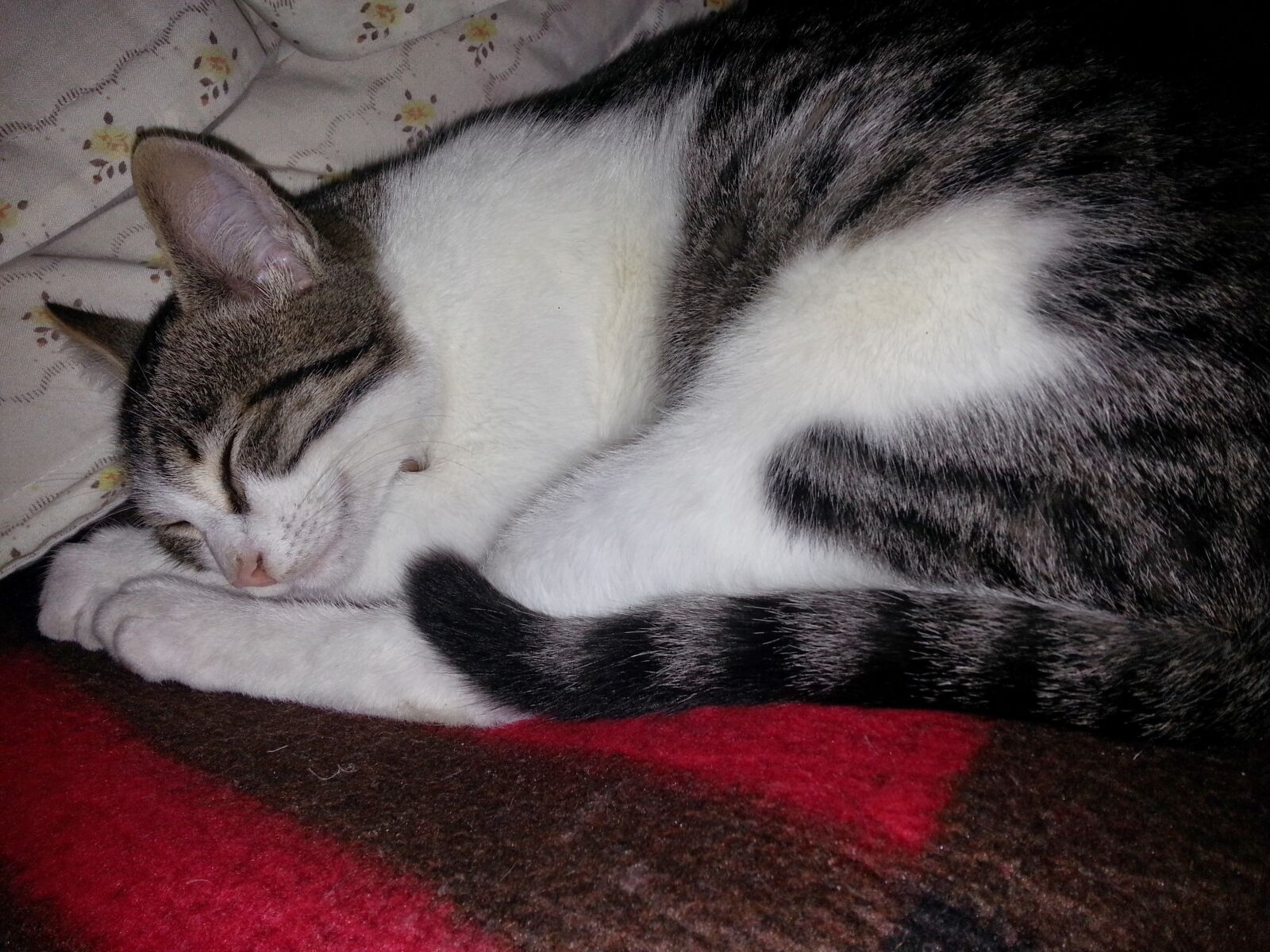Samsung Galaxy Note2 sample photo. Cat, pet, mammal photography