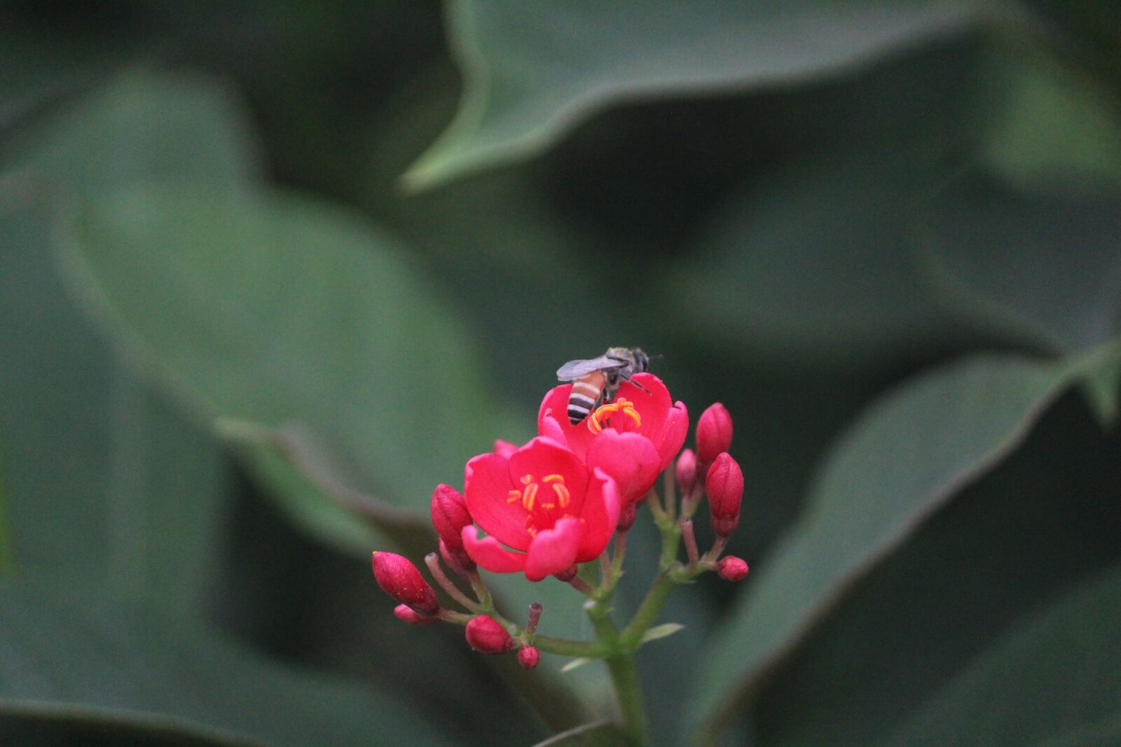 Canon EOS 1200D (EOS Rebel T5 / EOS Kiss X70 / EOS Hi) sample photo. Red flower, honey bee photography
