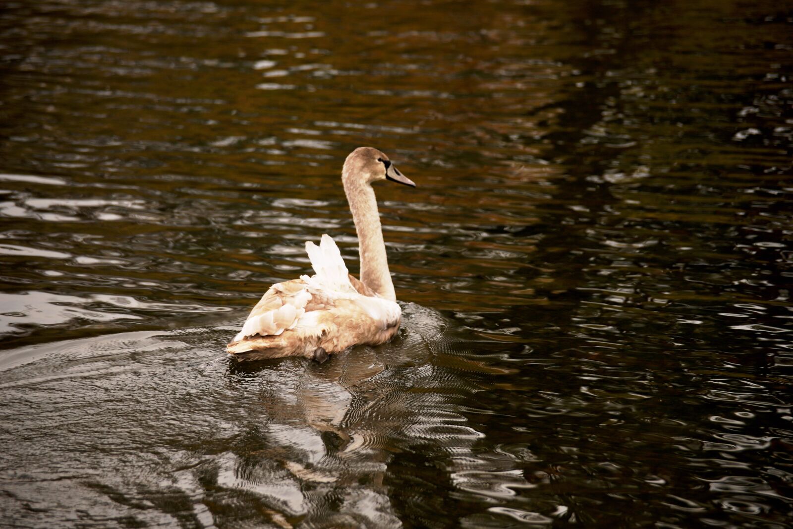 Canon EOS 6D Mark II sample photo. Swan, animal, bird photography