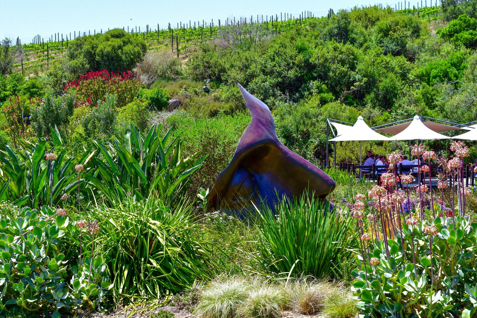 Nikon D5500 sample photo. Hidden valley wines, south photography