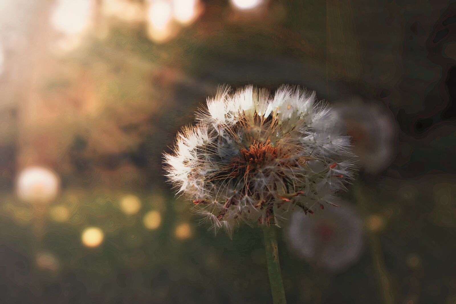 Canon EOS 70D sample photo. Dandelion, pointed flower, summer photography