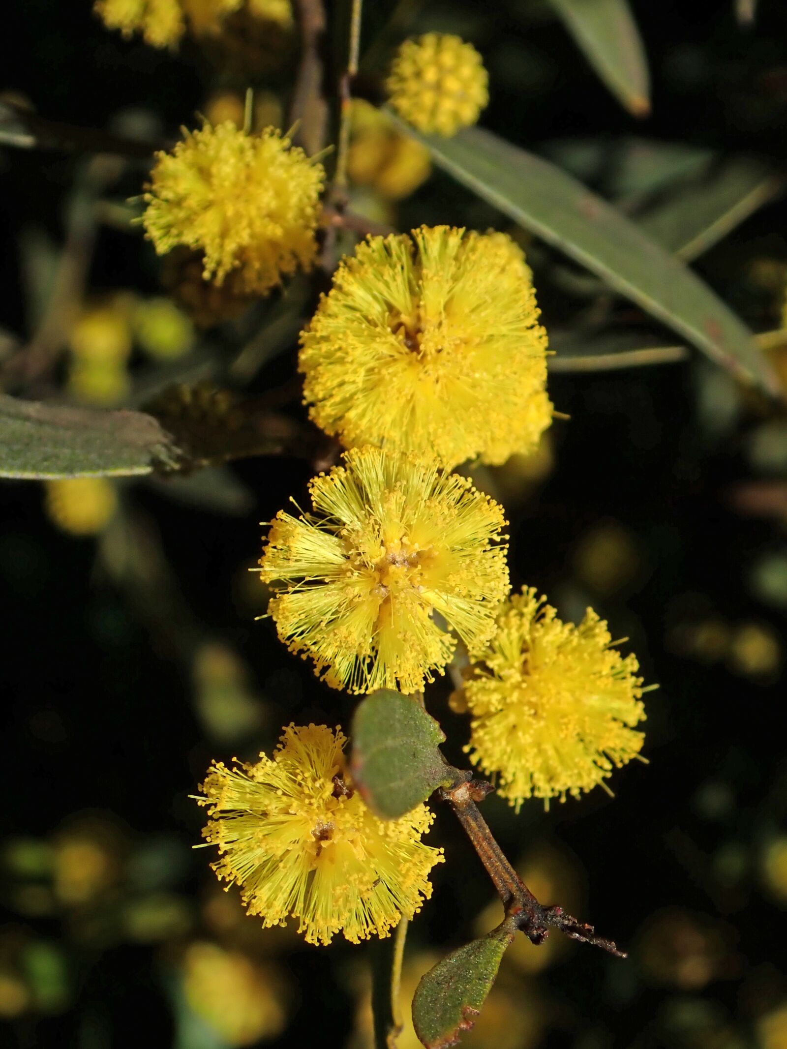 Olympus TG-5 sample photo. Wattle, acacia, australian photography