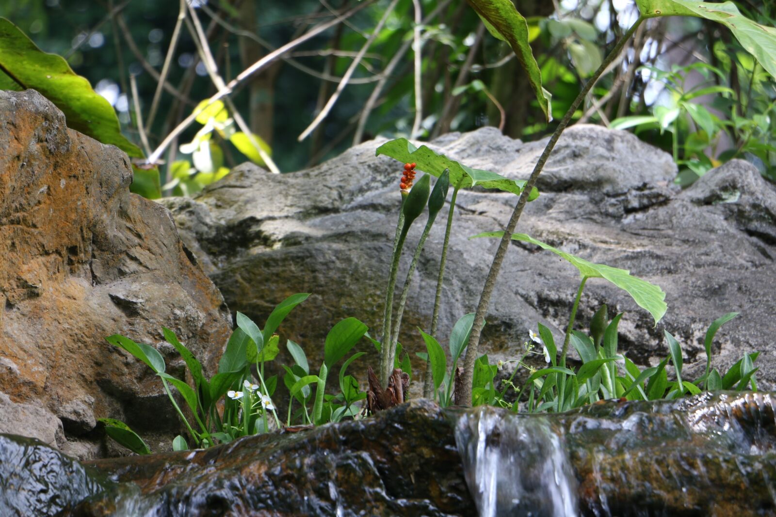 Canon EOS 70D sample photo. Plant, water, leaf photography