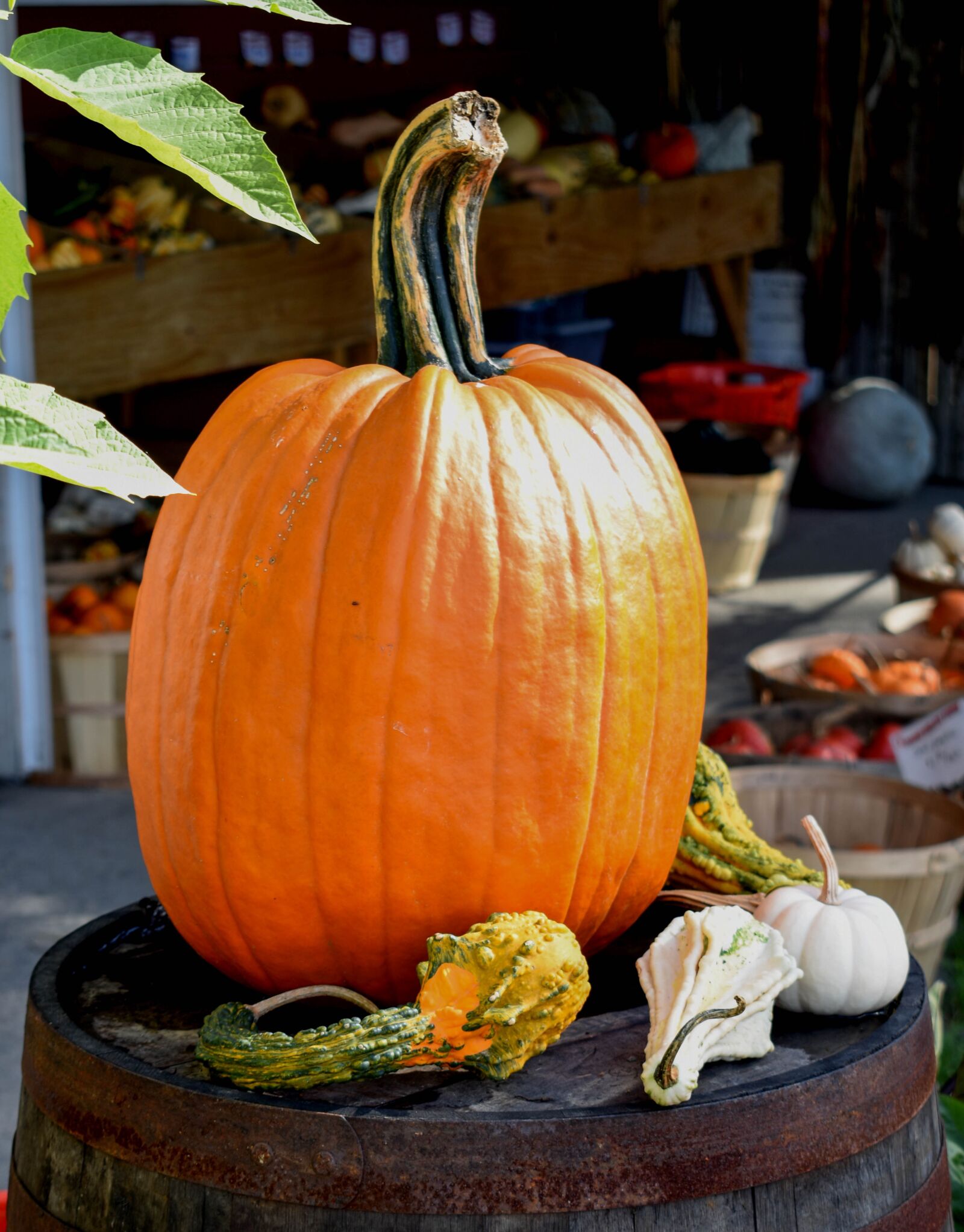 Nikon D5600 sample photo. Autumn, pumpkin, gourds photography