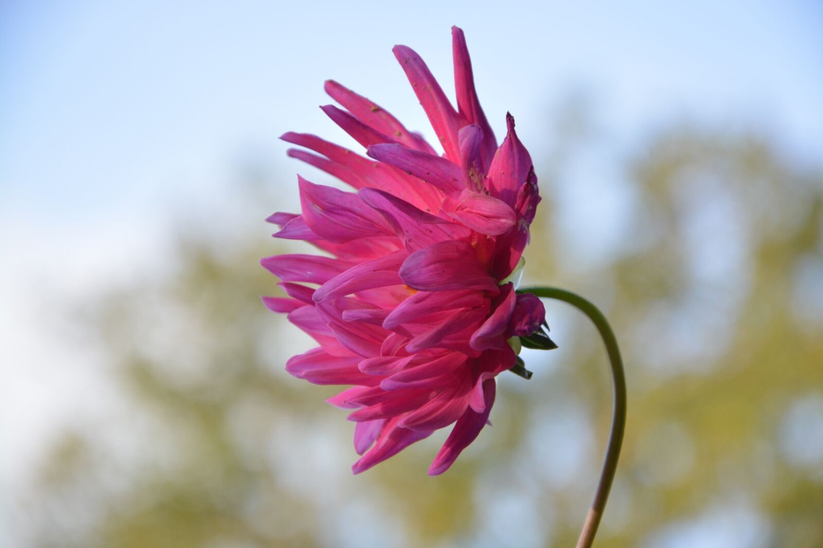 Nikon D5200 sample photo. Flower, flower profile, flowers photography