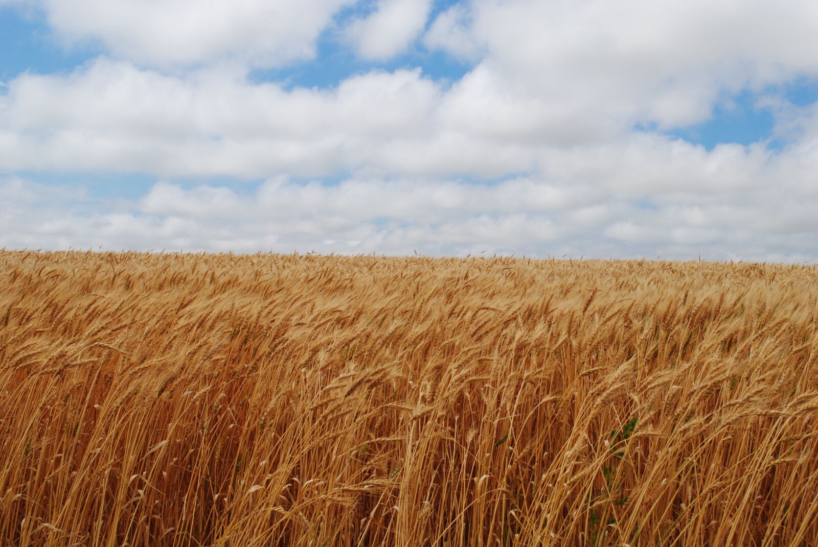 Nikon D3000 sample photo. Field, fall, harvest photography