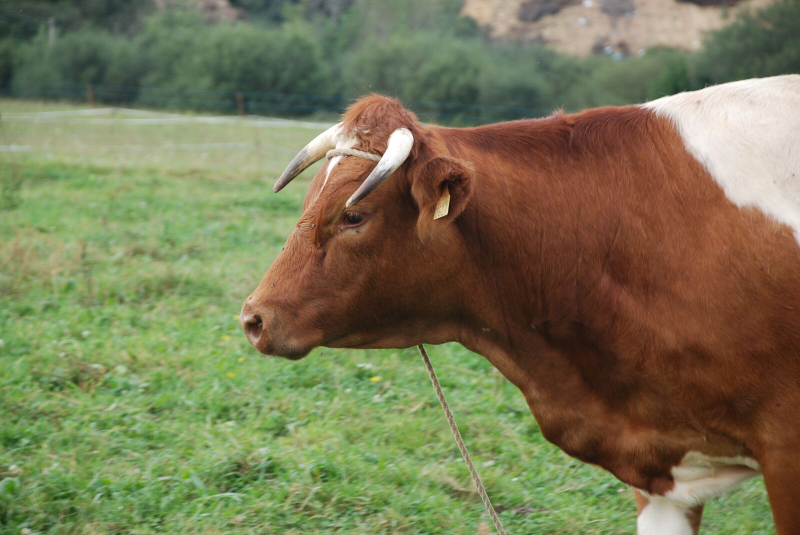 Nikon D80 sample photo. Cow, horns, livestock photography