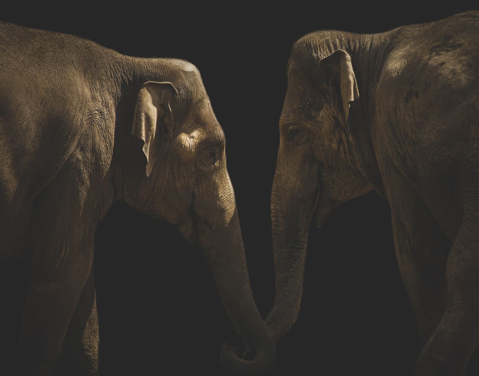 Canon EF 70-300mm F4-5.6 IS USM sample photo. Elephant, mammal, animal photography