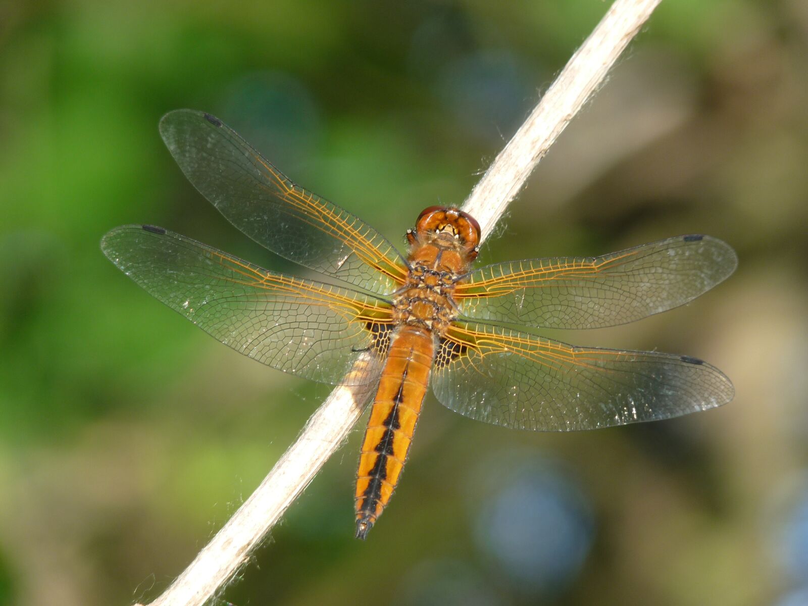 Panasonic Lumix DMC-FZ28 sample photo. Dragonfly, blue chaser, insect photography