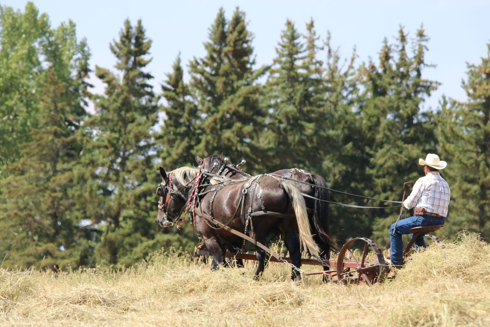 Canon EOS 750D (EOS Rebel T6i / EOS Kiss X8i) sample photo. Horses, draft team, agriculture photography