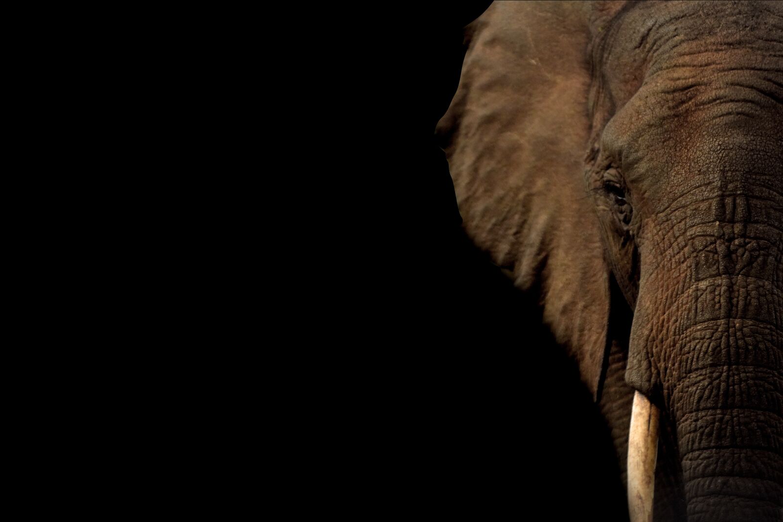 Nikon D810 sample photo. "Elephants, elephant, wildlife" photography