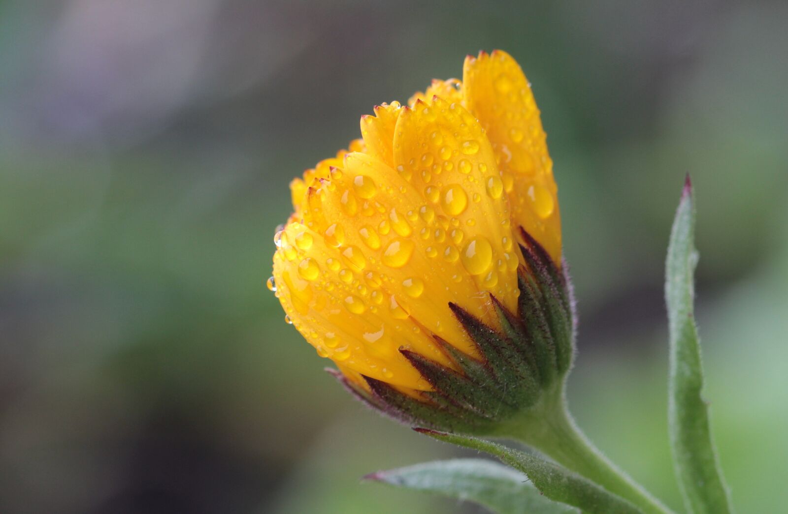 Canon EOS 650D (EOS Rebel T4i / EOS Kiss X6i) sample photo. Marigold, calendula officinalis, gardening photography