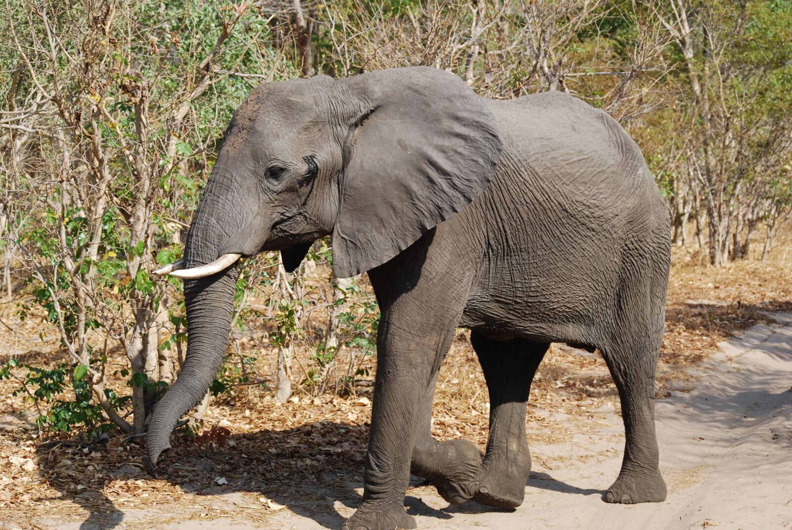 Nikon D40X sample photo. Elephant, africa, botswana photography