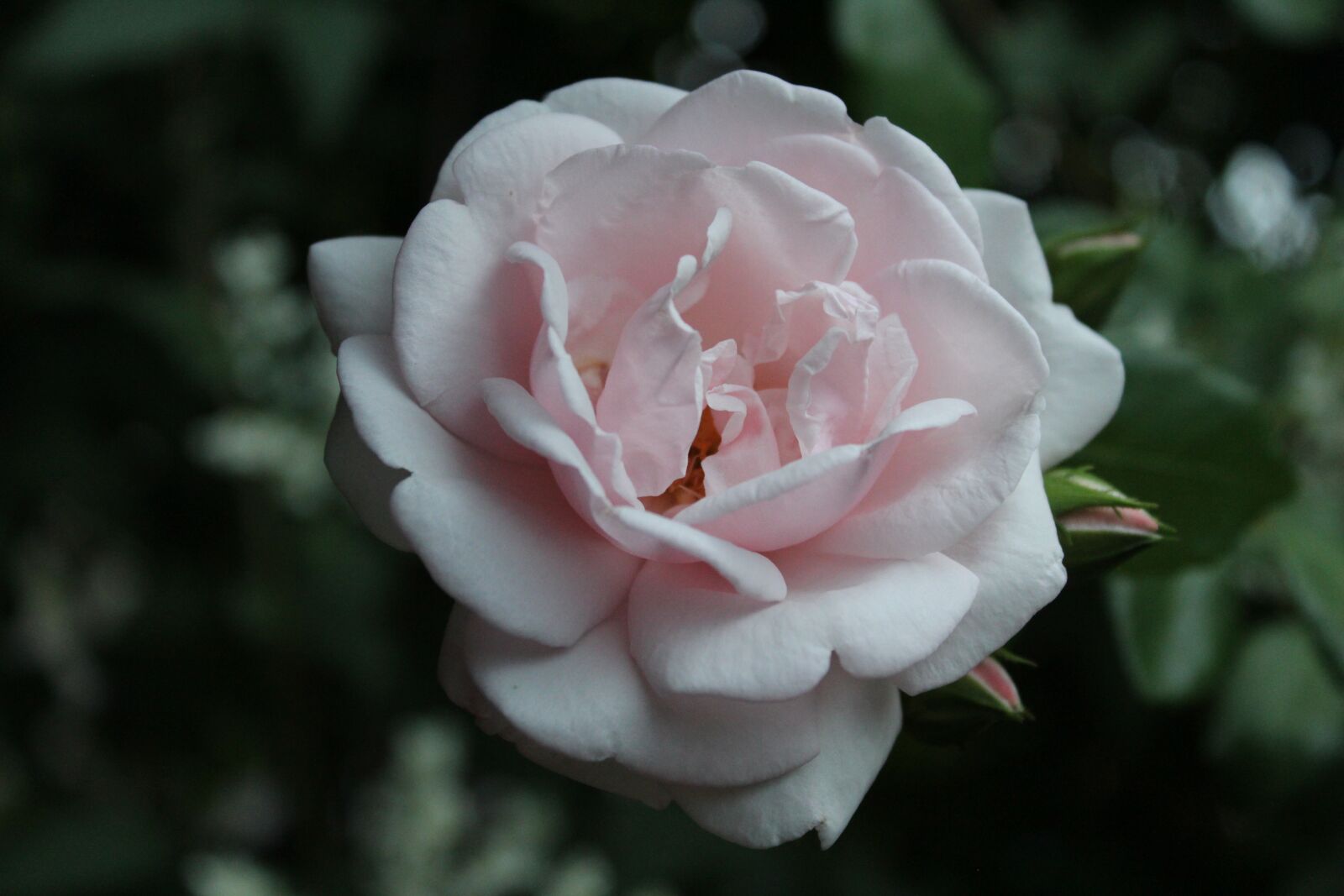 Canon EOS 1300D (EOS Rebel T6 / EOS Kiss X80) sample photo. Pink rose, rose, blossom photography