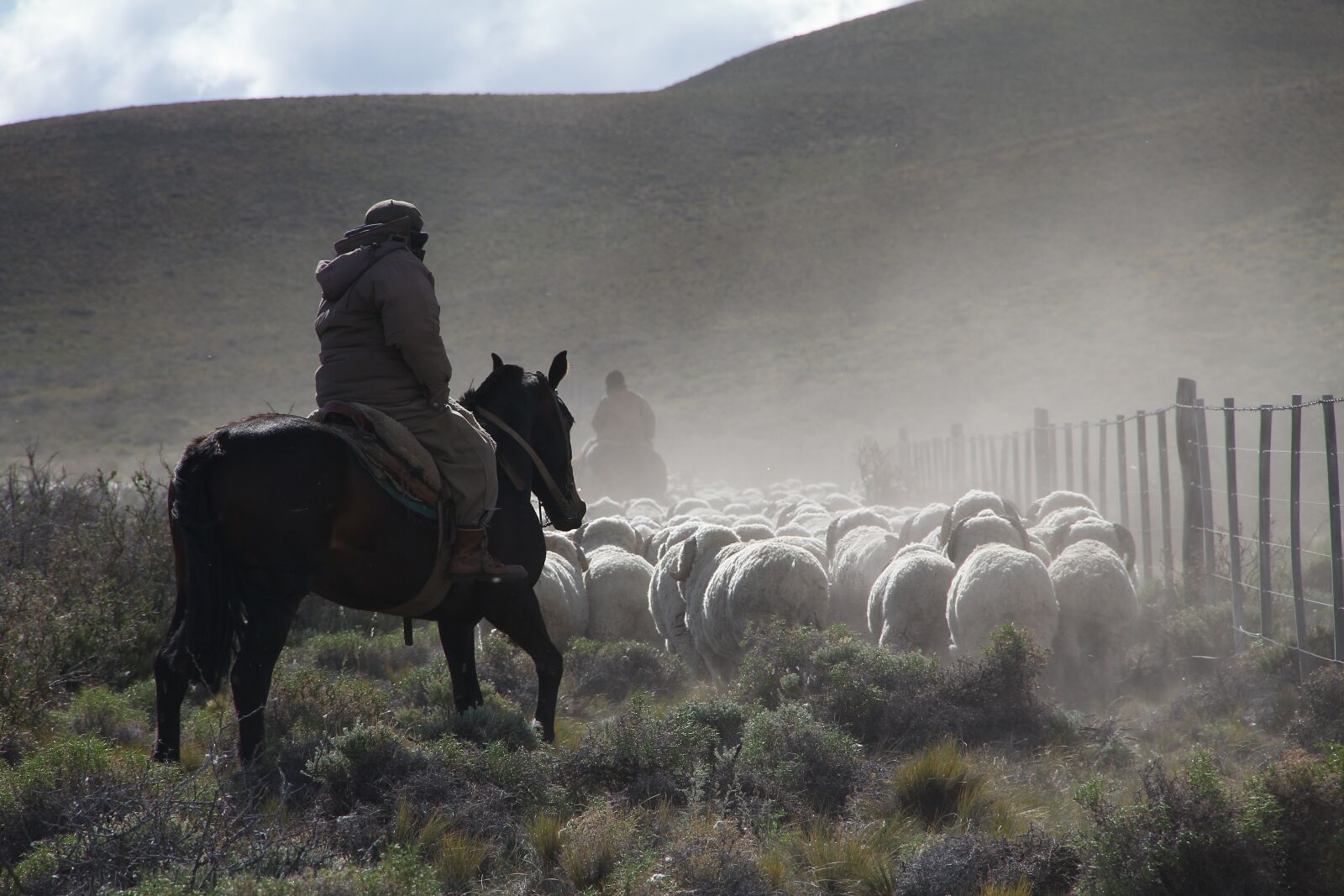 Canon EF-S 18-135mm F3.5-5.6 IS sample photo. Sheep, herding, field photography
