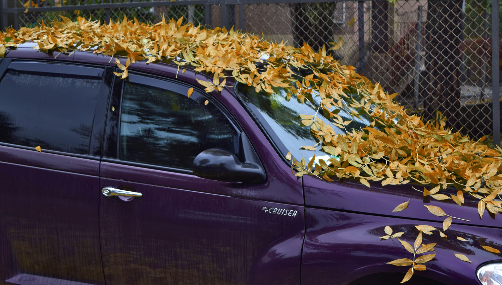 Nikon D3300 sample photo. Car, hedgehog, jez, leaf photography