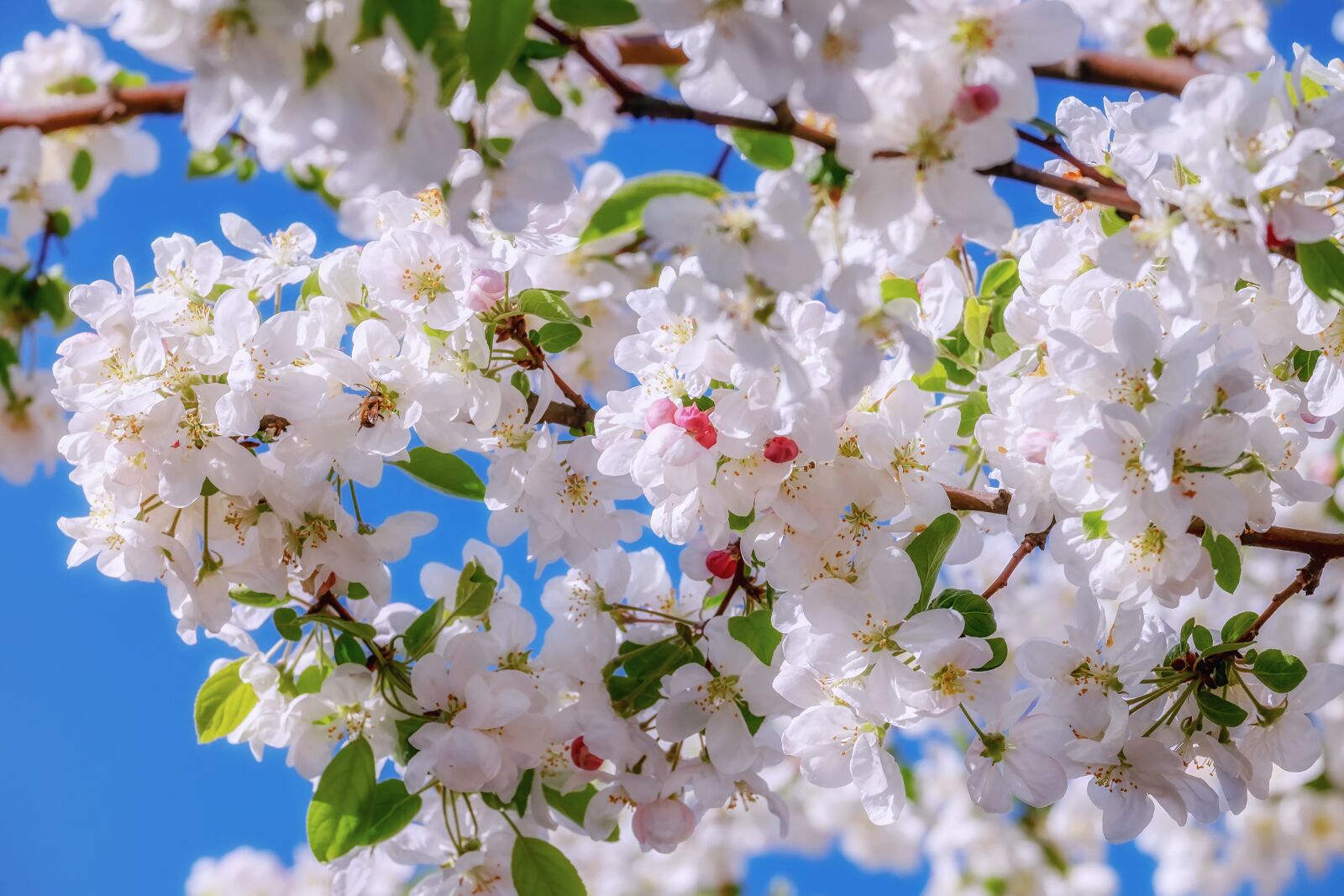 Fujifilm XF 55-200mm F3.5-4.8 R LM OIS sample photo. Blossom, embellishment, branch photography
