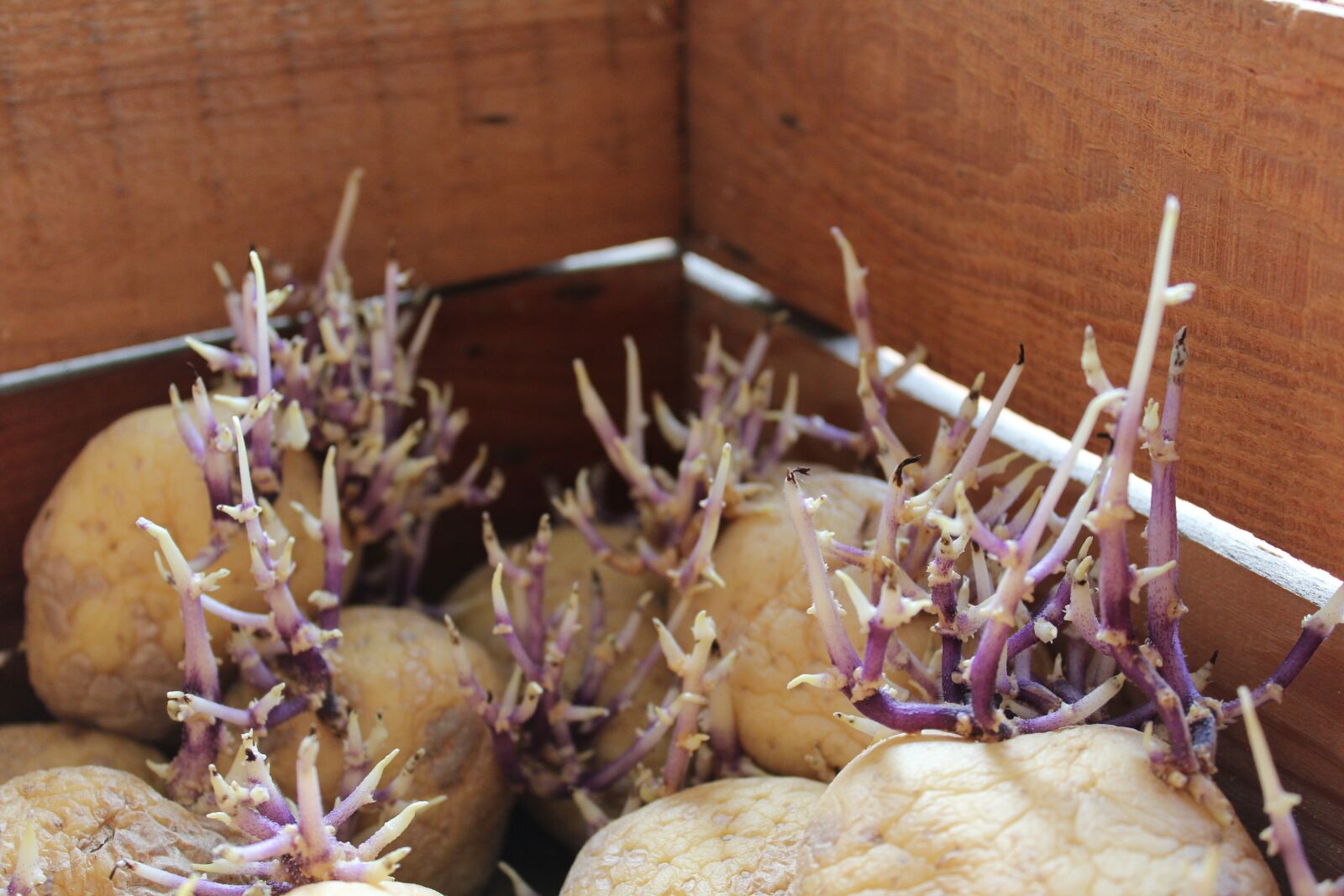 Canon EOS 1300D (EOS Rebel T6 / EOS Kiss X80) sample photo. Potato, nature, food photography
