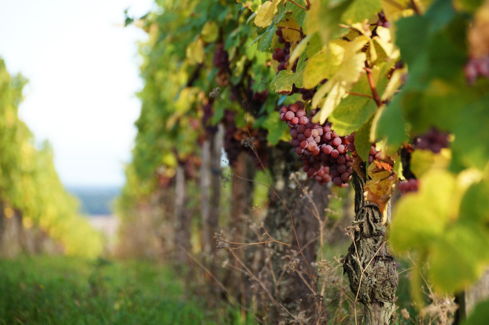 Sony SLT-A58 sample photo. Wine, grape, vineyard photography