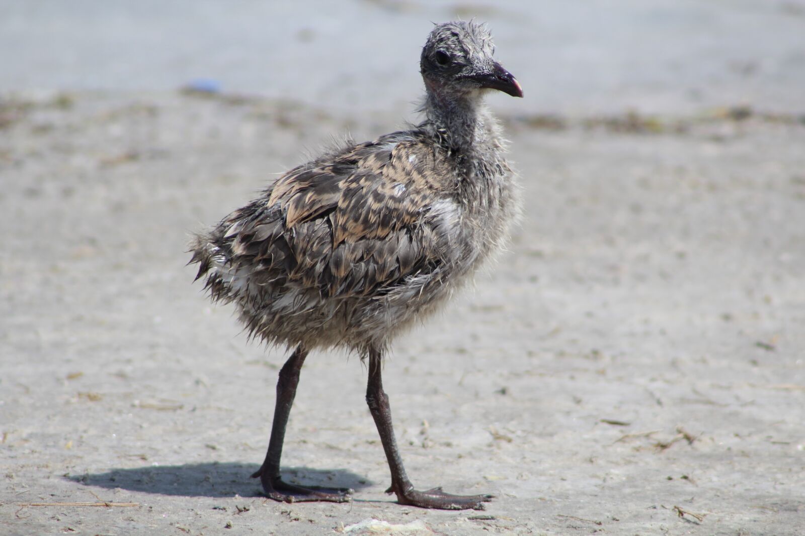 Canon EF 75-300mm f/4-5.6 sample photo. Laughing gull, chick, baby photography