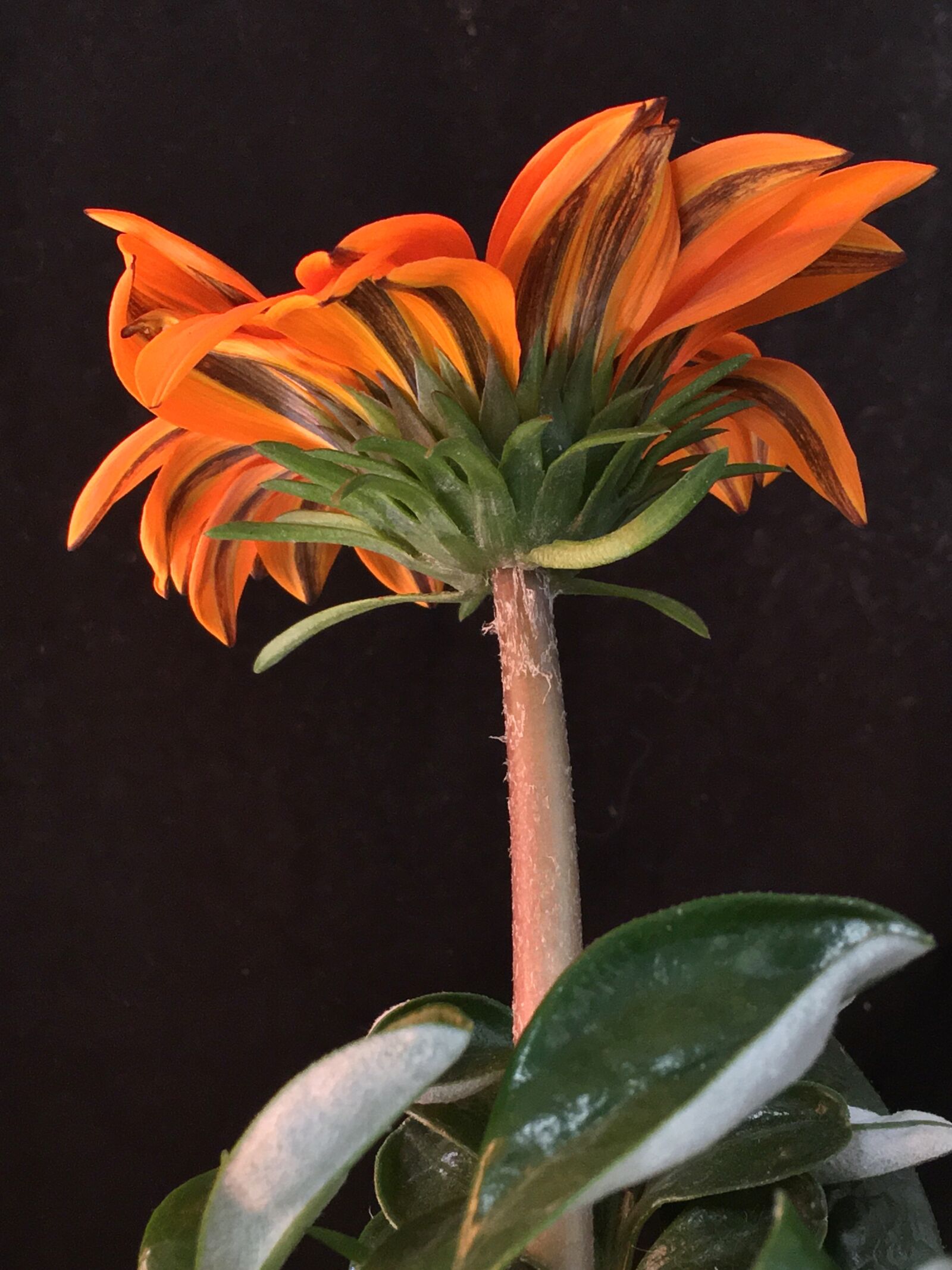 iPhone 6s Plus back camera 4.15mm f/2.2 sample photo. Gazania, chalice, petals orange photography