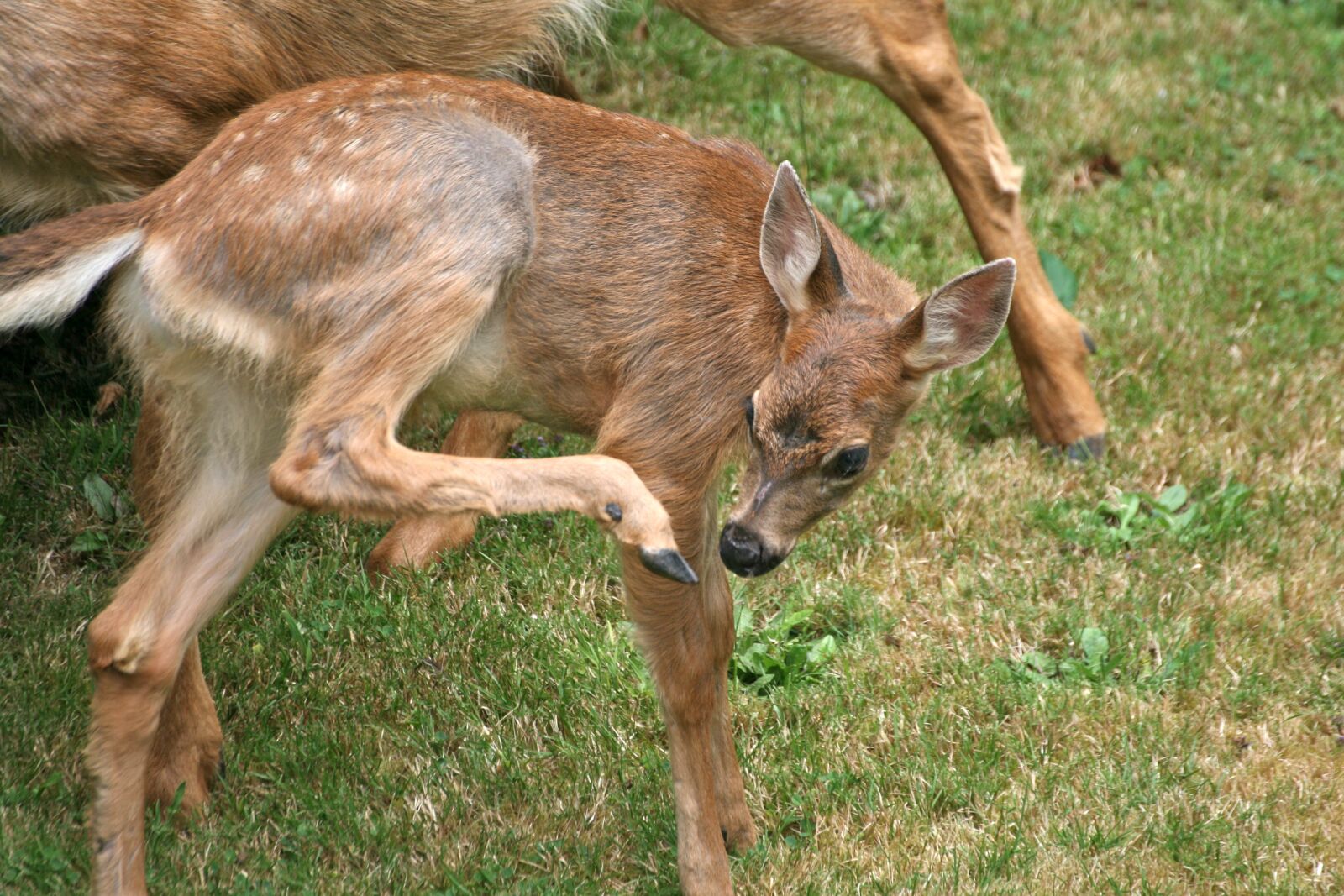Canon EOS 400D (EOS Digital Rebel XTi / EOS Kiss Digital X) sample photo. Mule deer, fawn, deer photography