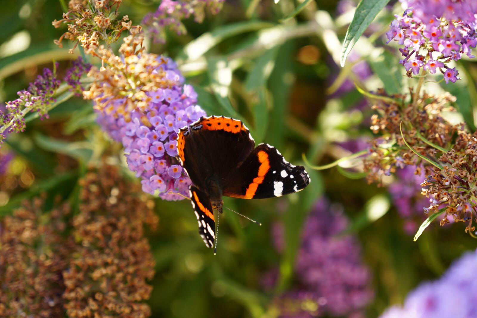 Sony a6300 + Sony Vario-Tessar T* E 16-70mm F4 ZA OSS sample photo. Admiral, butterfly, lilac photography