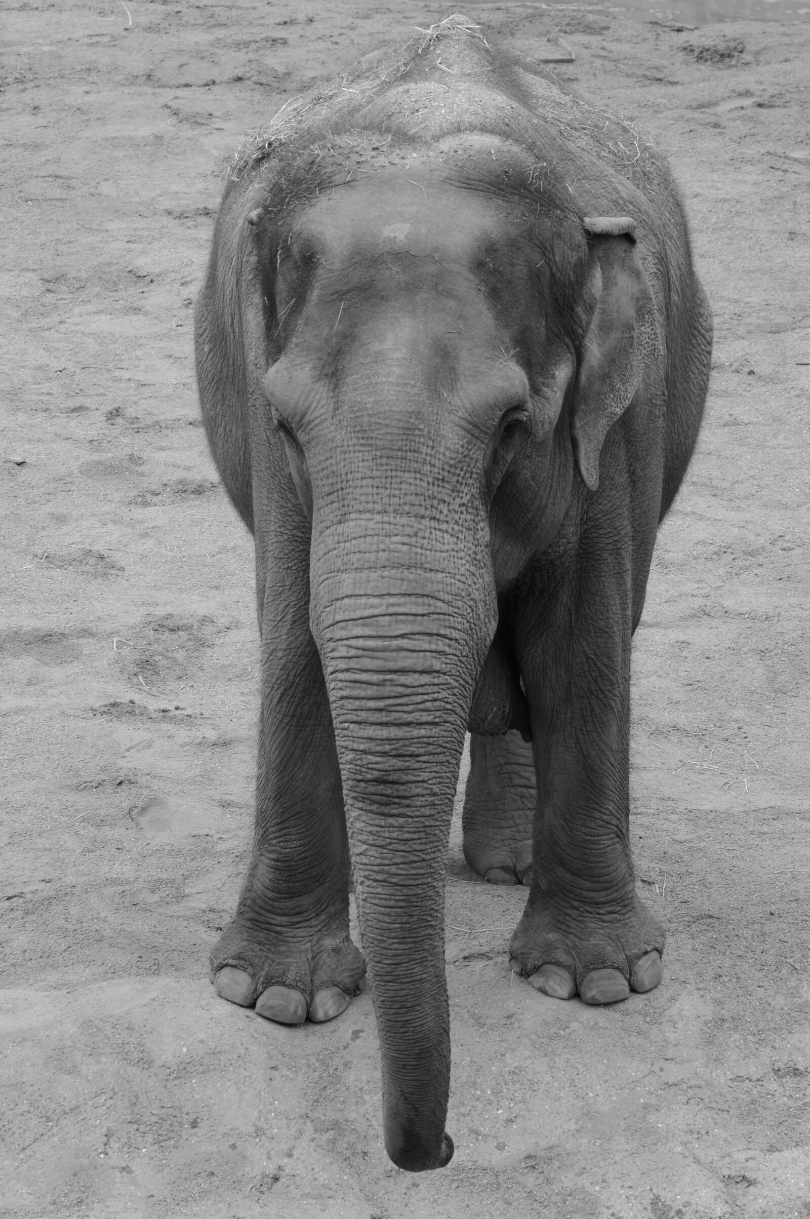 Nikon D5200 sample photo. Elephant, animal, trunk photography