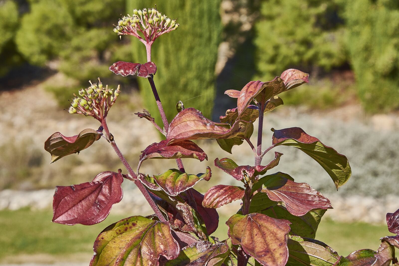 Nikon D7200 sample photo. Leaves, shrubs, plant photography