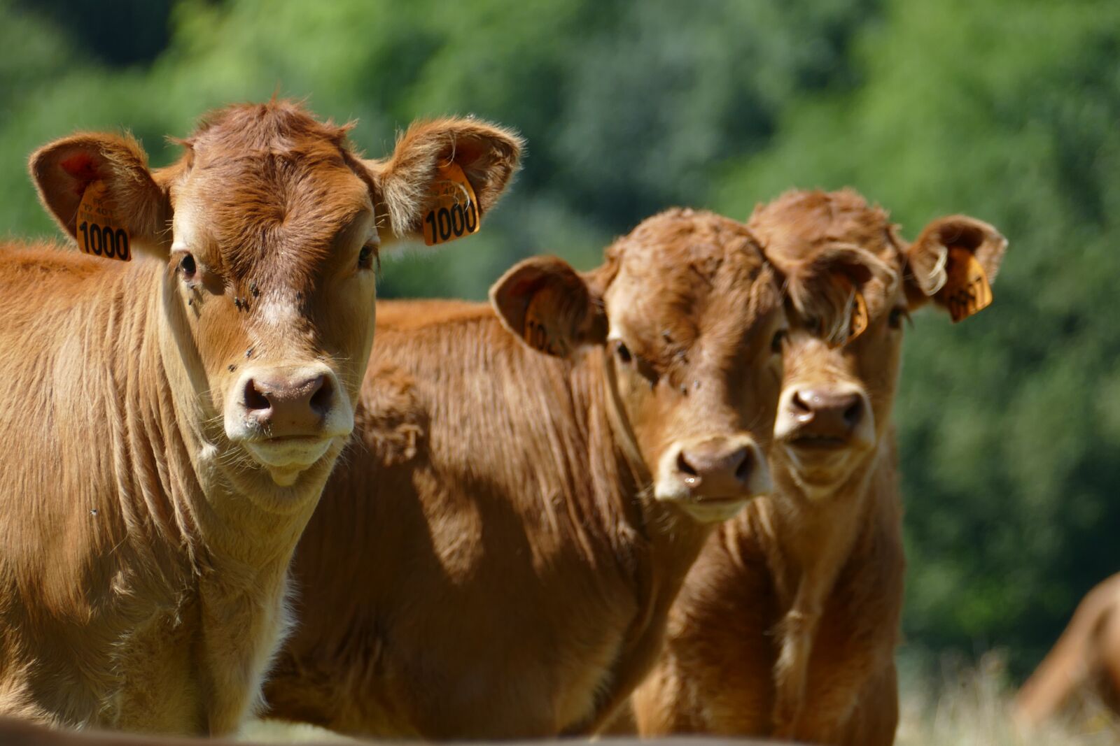 Panasonic Lumix DMC-FZ1000 sample photo. Cow, calf, young photography