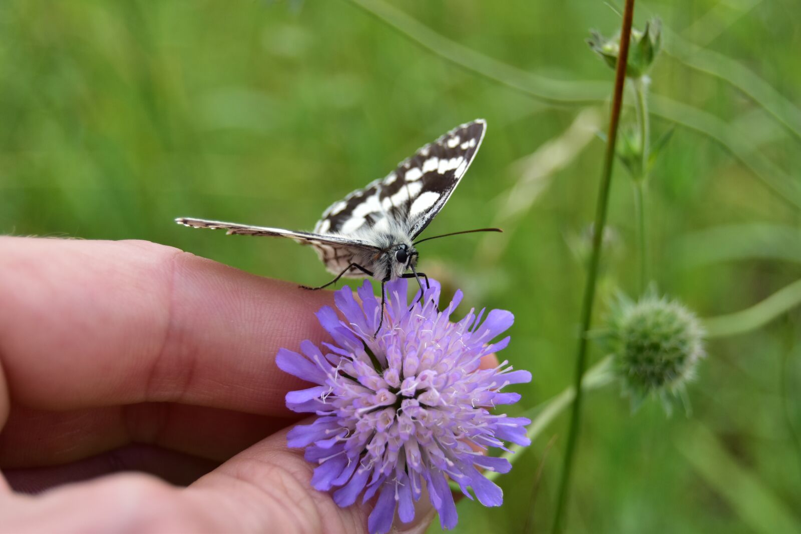 Nikon D5600 sample photo. Butterfly on thistle flower photography