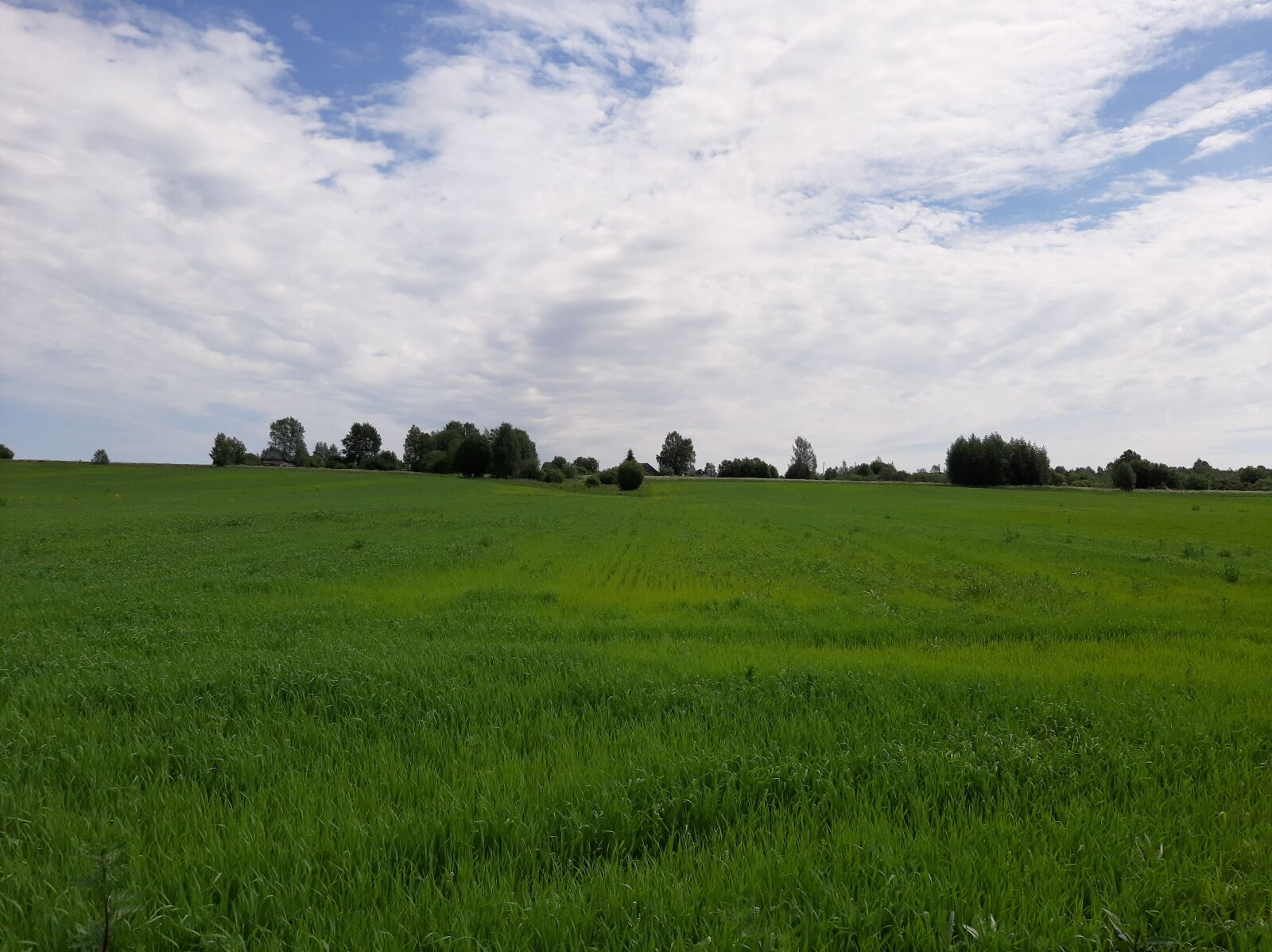 Samsung Galaxy A50 sample photo. Field, rybinsk, landscape photography