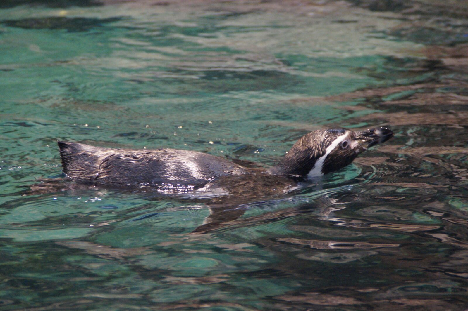 Sony SLT-A58 sample photo. Penguin, floating, zoo photography