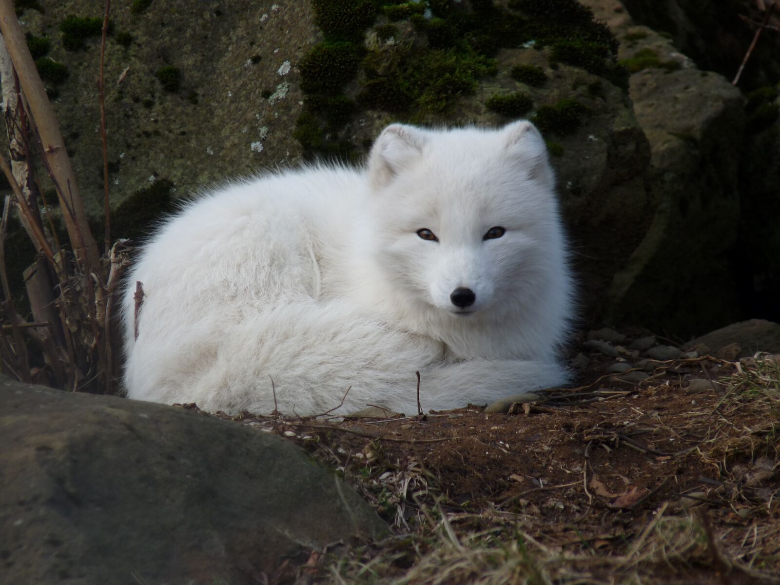 Panasonic Lumix DMC-FZ28 sample photo. Arctic fox, white, fur photography