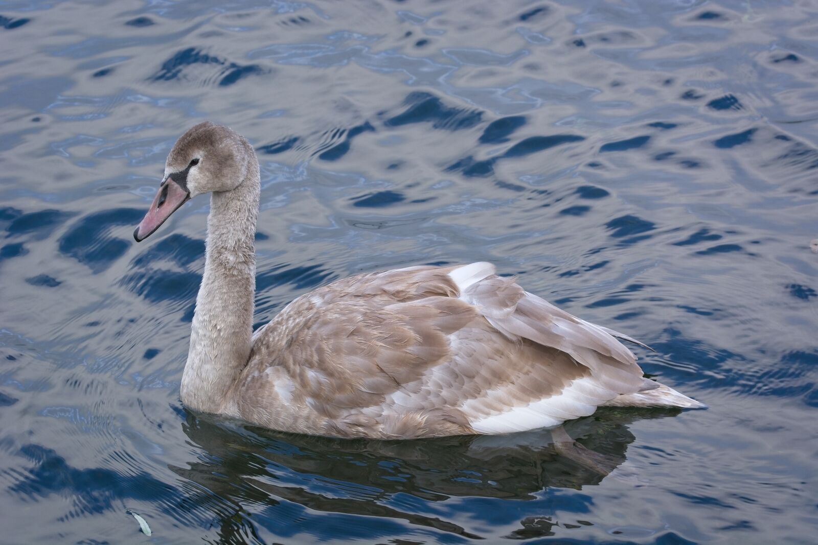 Sigma 105mm F2.8 EX DG OS HSM sample photo. Swan, young, water photography