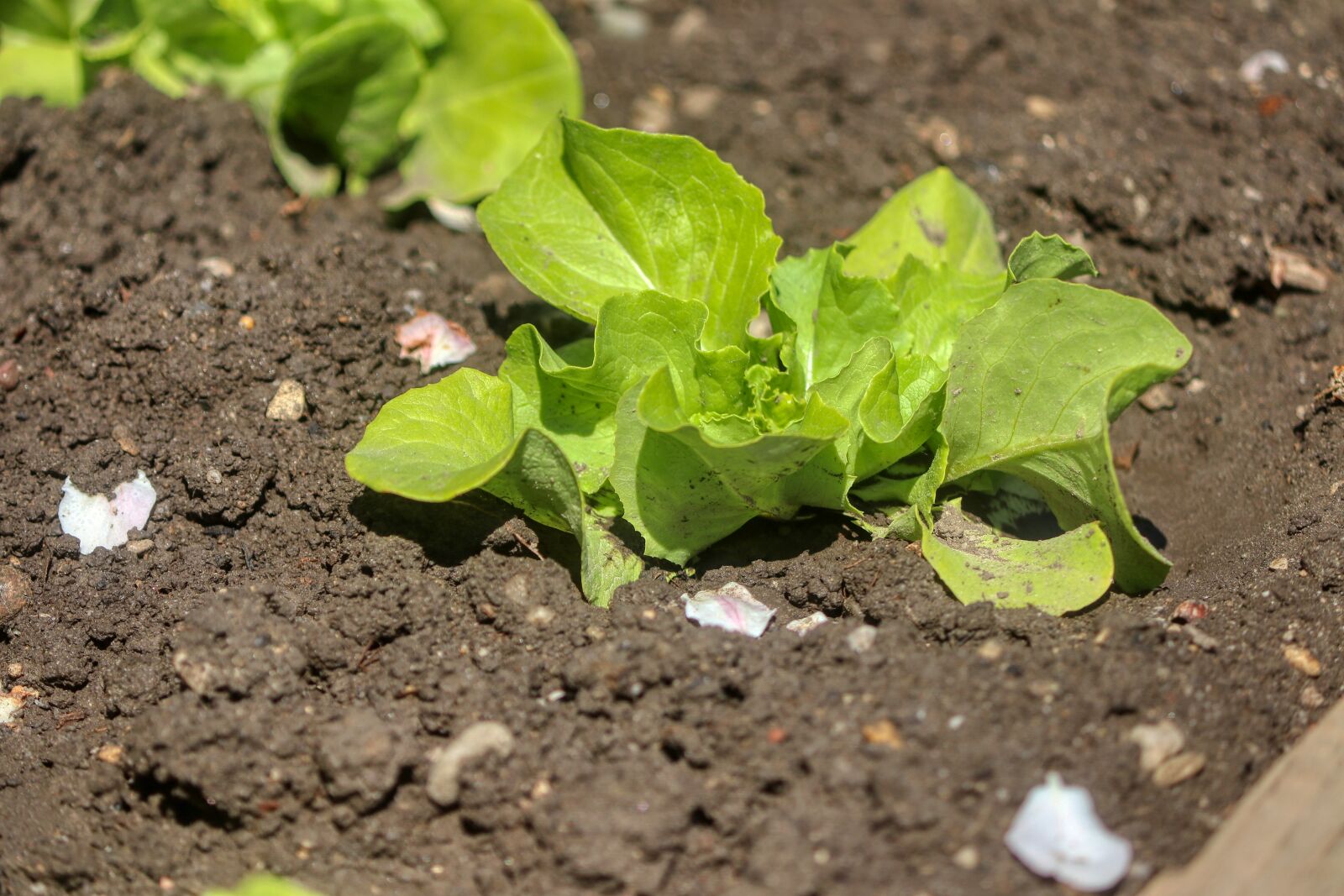 Canon EOS 80D sample photo. Salad, healthy, vegetables photography