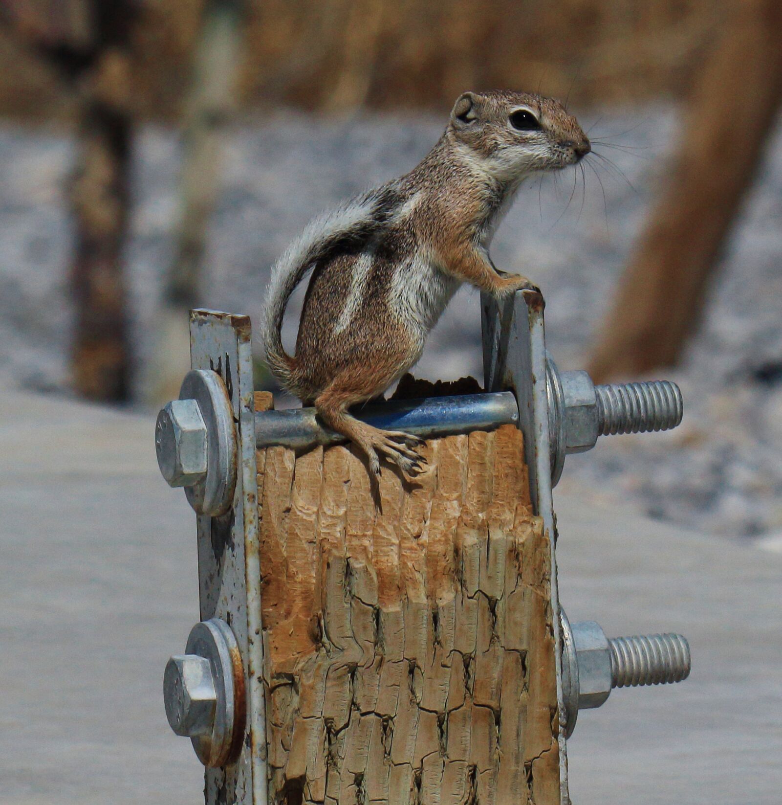 Canon EOS 700D (EOS Rebel T5i / EOS Kiss X7i) sample photo. Antelope squirrel, squirrel, southwest photography