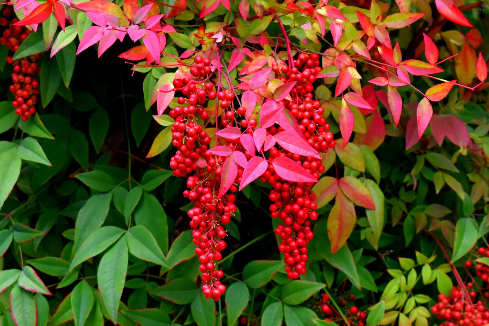 Nikon D3500 sample photo. Plant, red, decorative photography