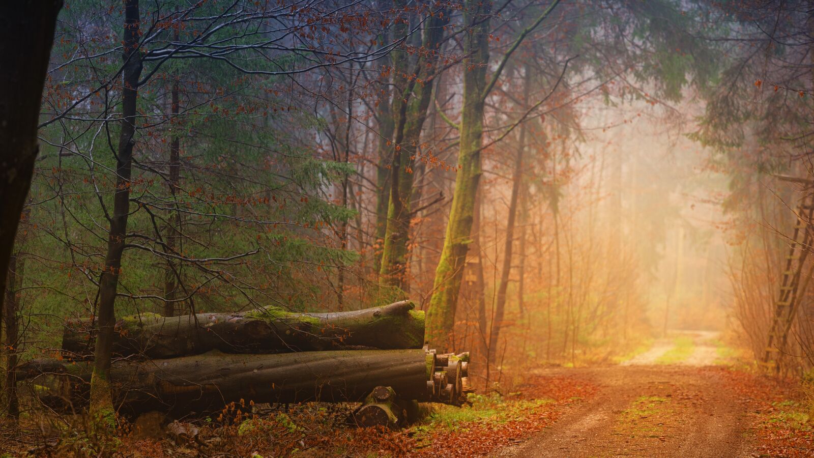 Sony a7 + Sony DT 50mm F1.8 SAM sample photo. Autumn, fog, forest photography