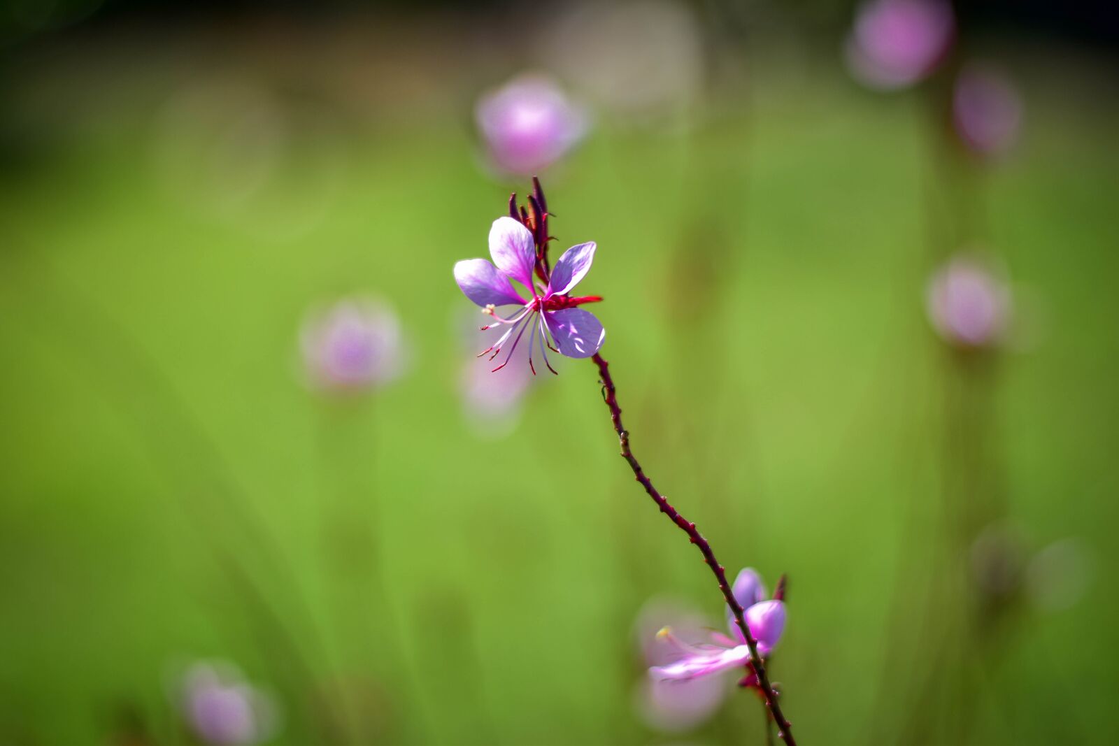 Nikon D5500 sample photo. Flower, bloom, pink gaura photography