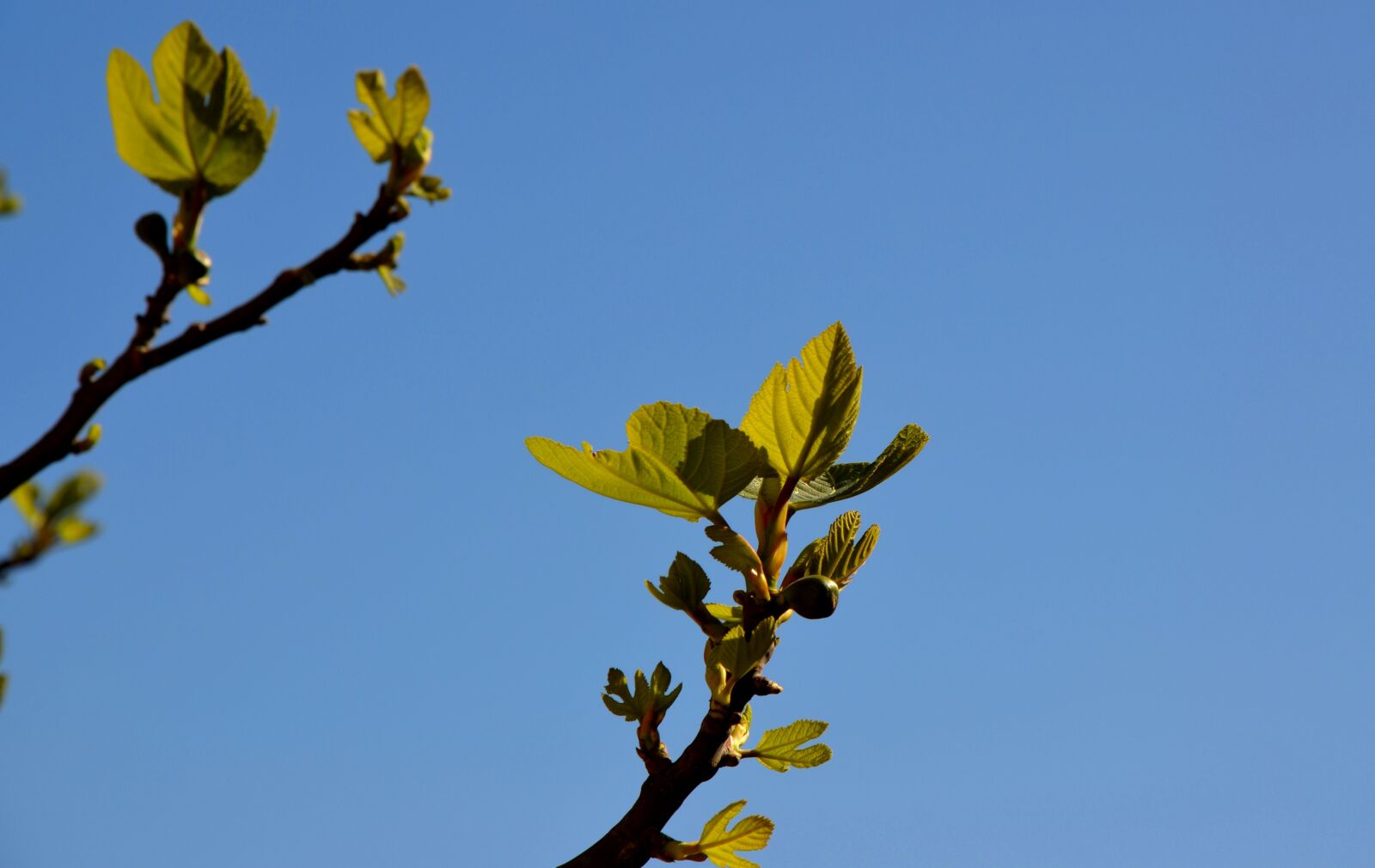 Nikon D5100 sample photo. Leaf, nature, tree photography