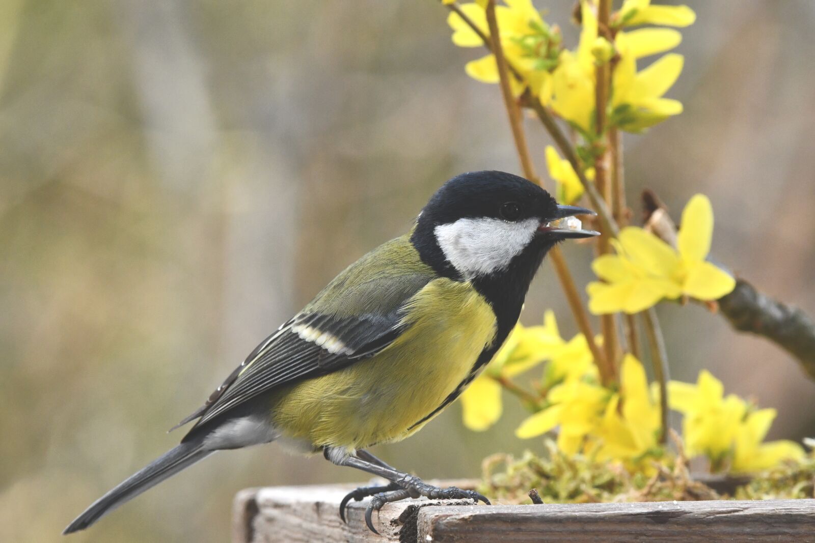 Nikon D7500 sample photo. Titmouse, bird, animal photography