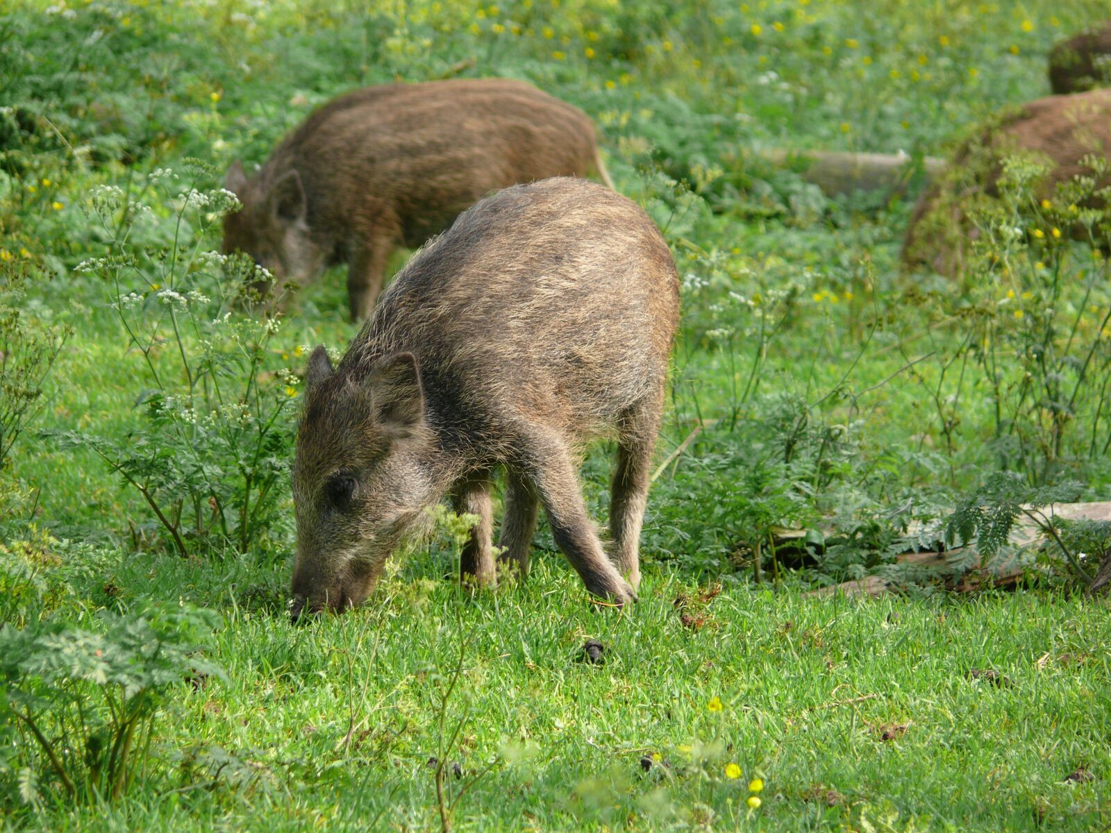 Panasonic DMC-FZ50 sample photo. Boar, meadow, piglet photography