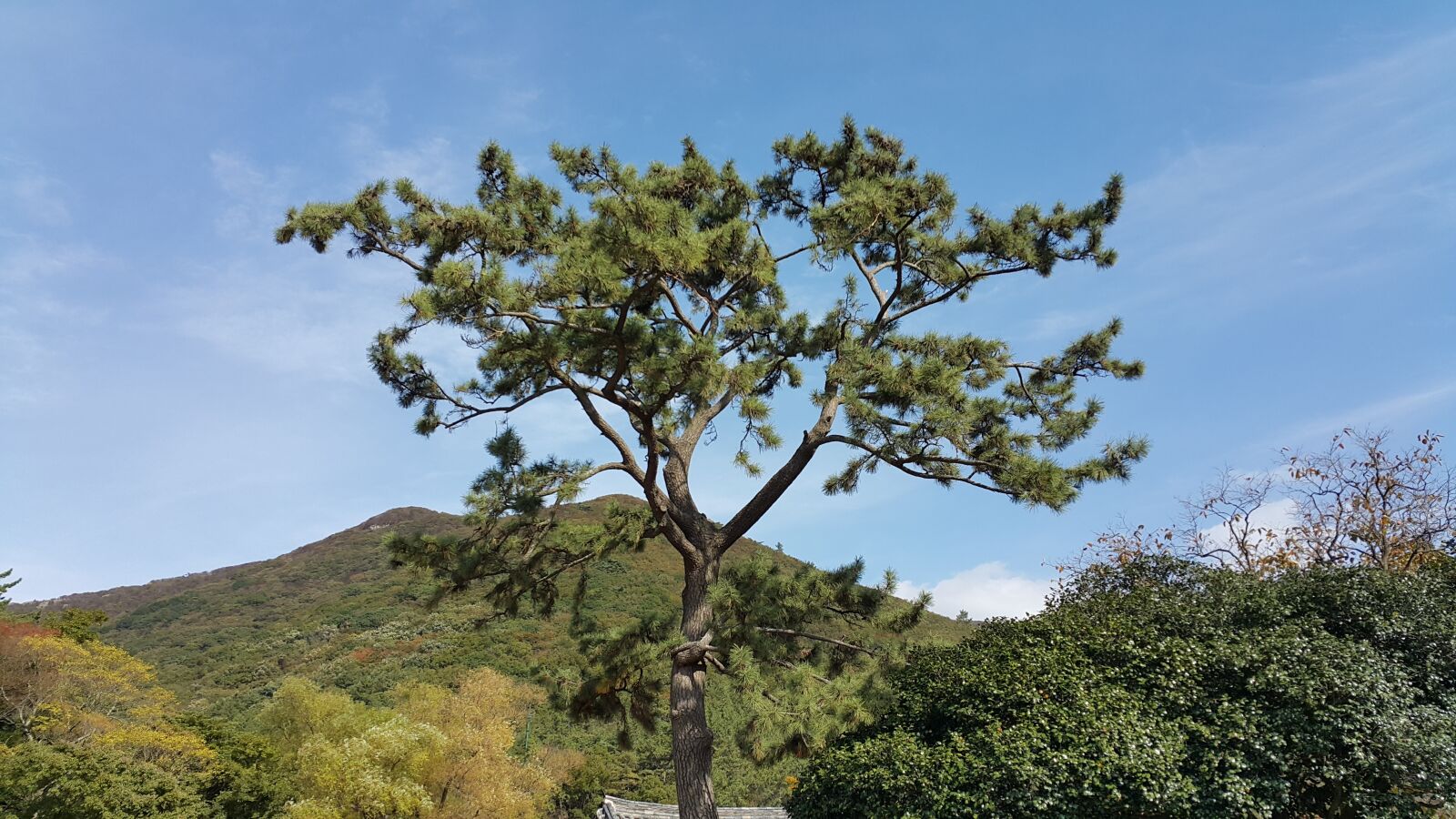 Samsung Galaxy Note4 sample photo. Mountain, wood, pine photography