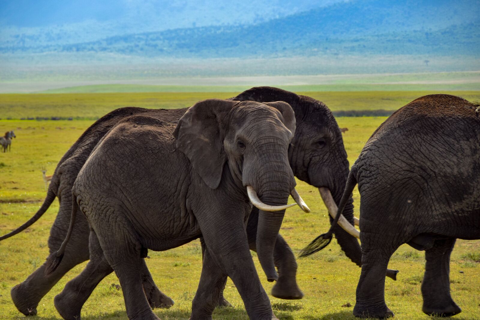 Nikon D5300 sample photo. Elephant, wildlife, safari photography