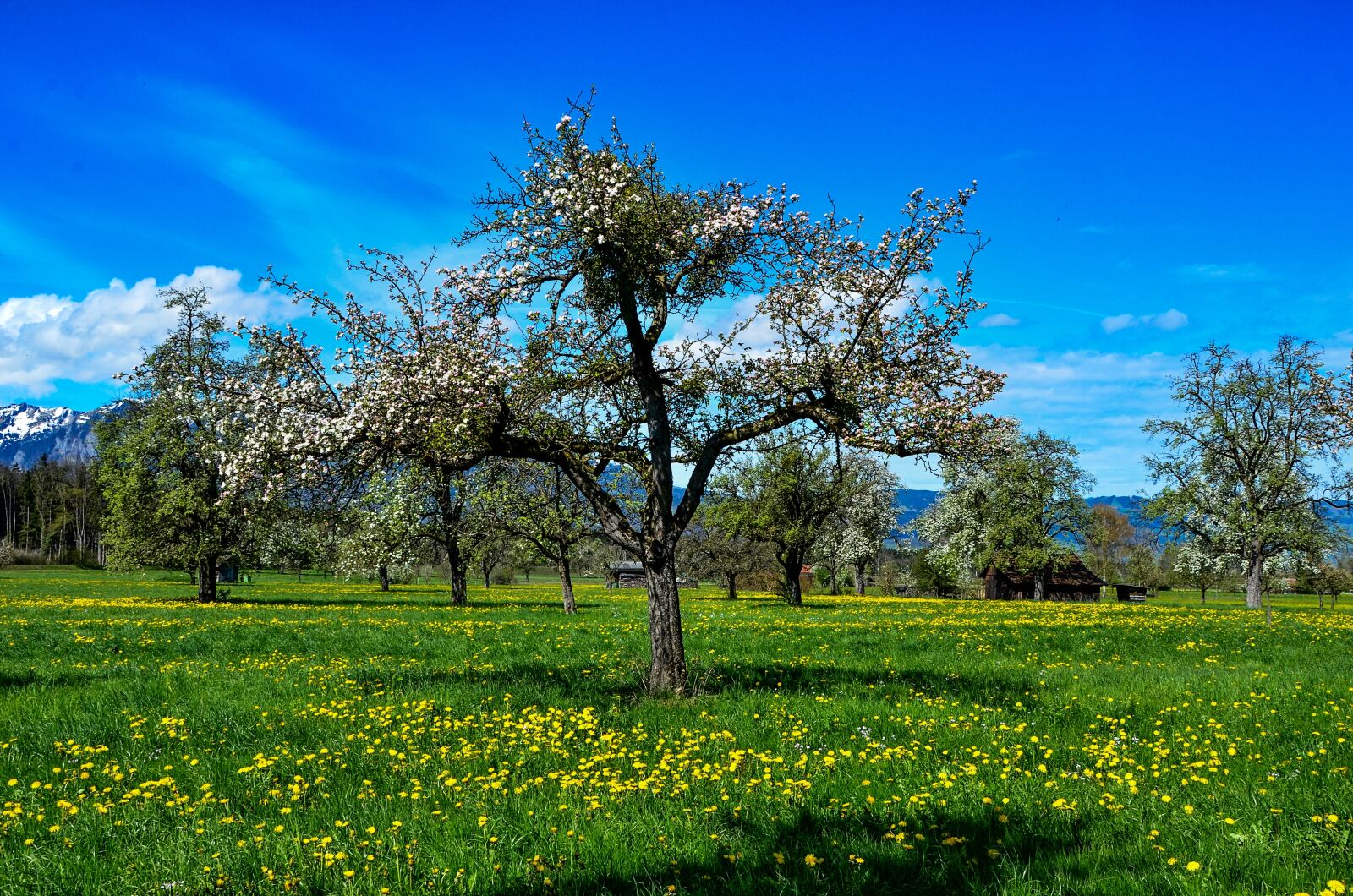 Nikon D7000 sample photo. Spring, tree, landscape photography